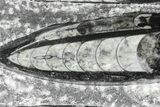 Polished Orthoceras (Cephalopod) Plate - #68367-1